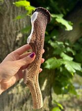 Wild red deer for sale  BURY ST. EDMUNDS
