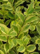Yellow green variegated for sale  WEST MALLING