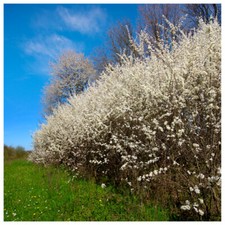 Blackthorn hedging 60cm for sale Blackthorn hedging 60cm for sale  NEWTOWNARDS