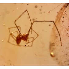 Detailed spider burmese for sale  GILLINGHAM