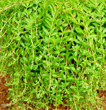 Sedum sarmentosum fast for sale  Irwin