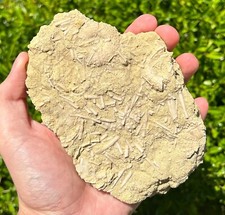 Big fossil sea for sale  Coppell