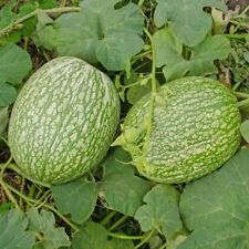 Graines courge siam d'occasion  Cahors