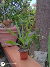 Palmetta yucca aloifolia usato  Durazzano