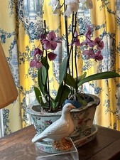 asian pigeons for sale asian pigeons for sale Mount Bethel