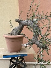 Pre bonsai olivastro usato  Modica