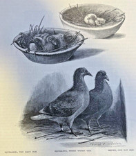 1886 homing pigeons for sale  Davenport