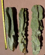 Totem pole cactus for sale  Tucson