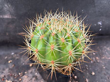 Matucana weberbaueri cactus usato  Massafra