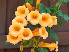 Live yellow trumpet for sale  USA