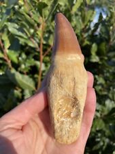 Mosasaur root morocco for sale  AXMINSTER