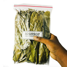 Biologico soursop guanabana usato  Spedire a Italy