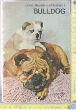 incrocio bulldog usato  Milano