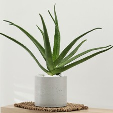 Indoor succulent plant for sale  PETERBOROUGH