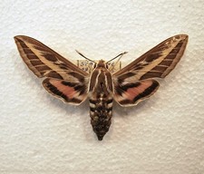 hawk moth for sale hawk moth for sale  CHORLEY