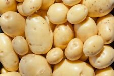 Yukon gold seed for sale  Russell