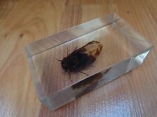 Hindustani cicada taxidermy for sale  MARKET HARBOROUGH