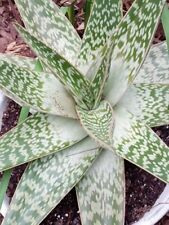 Large aloe variegata for sale  Woodville