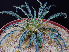 Euphorbia hadramautica exotic d'occasion  Expédié en Belgium