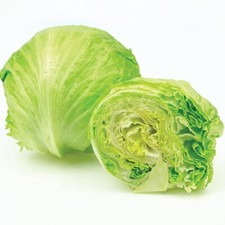 Lettuce plants iceberg for sale  EVESHAM