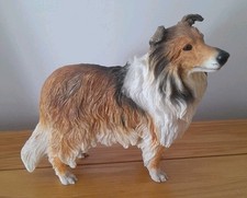 Rough haired collie for sale  STANLEY
