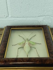 Vintage framed taxidermy for sale  WIGSTON