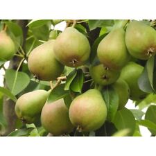 Dwarf bartlett pear for sale  USA