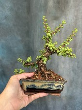 Corkbark jade shohin for sale  North Fort Myers