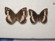 Brintesia circe pair gebraucht kaufen  Guben