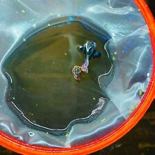 Live guppy fry for sale  Long Beach