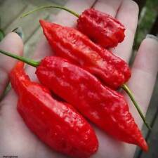 Peperoncino rosso bhut usato  Reggio Calabria