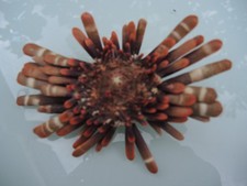Muscheln & Schnecken gebraucht kaufen  Offenbach am Main