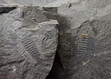 Rare triarthrus eatoni d'occasion  Expédié en Belgium