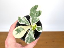 Variegated fiddle leaf for sale  Winter Park