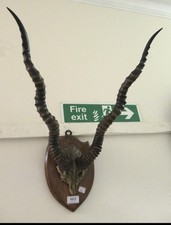 Large antique antelope for sale  LONDON