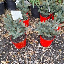 Picea pungens super for sale  EGHAM