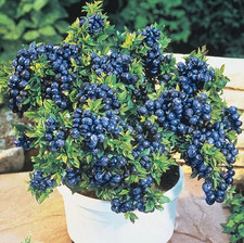 Blueberry plant top for sale  SPALDING