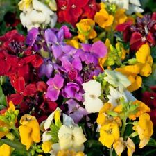 Wallflower sugar rush for sale  LINCOLN
