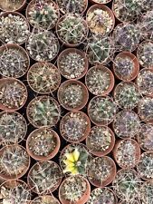 Ferocactus seme diverse usato  Mazara del Vallo