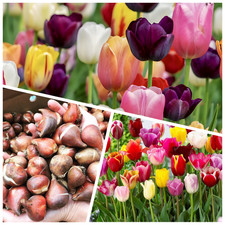 Tulip bulbs 100 for sale  WISBECH