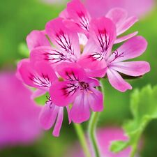 Pink capitatum scented for sale  GLASGOW