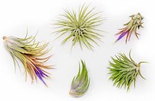 Assorted tillandsia ionantha for sale  Saint Augustine