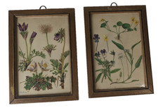 Lot vintage botanical for sale  Westfield