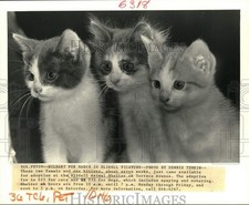 kittens adoption for sale kittens adoption for sale Memphis