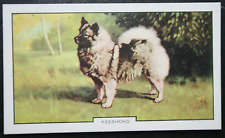 Keeshond barge dog for sale  DERBY