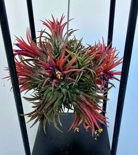 Schöne tillandsia magic gebraucht kaufen  Obertshausen