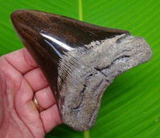 5.01 megalodon shark for sale  Bradenton