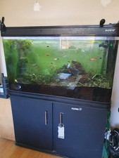 Large tropical fish for sale  PRESCOT
