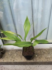 Aspidistra elatior cast for sale  LLANELLI