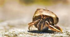 Hermit crab shells for sale  WALSALL